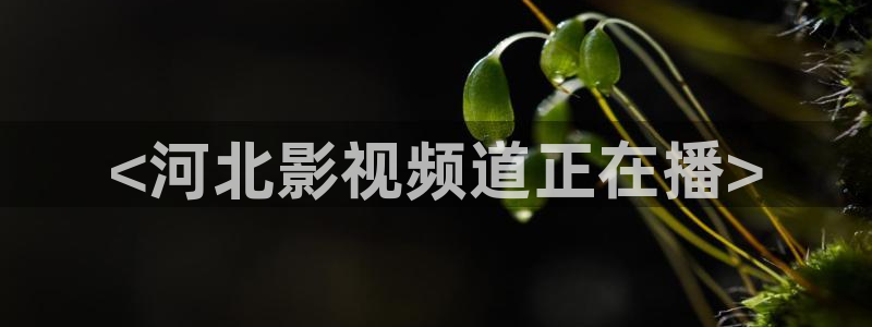 秋霞网伦理在线