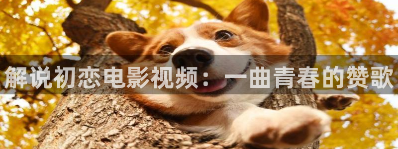 秋霞日韩电影